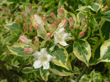 Weigela fl Mor-Colourful 