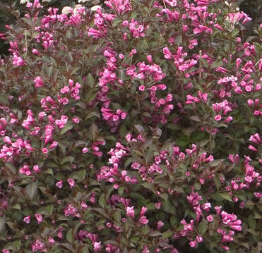 Weigela fl Dark Horse 