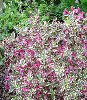 Weigela fl My Monet 