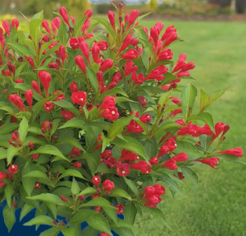 Weigela x Crimson Kisses 