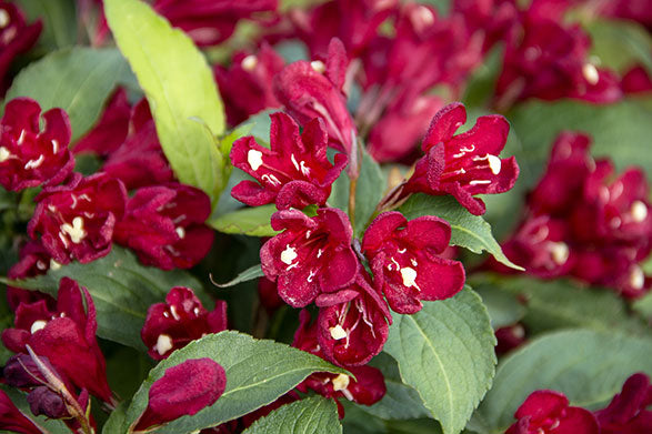 Weigela x Maroon Swoon 