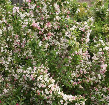 Weigela fl Czechmark Sunny Side Up 