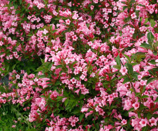 Weigela fl Czechmark Two Pink 