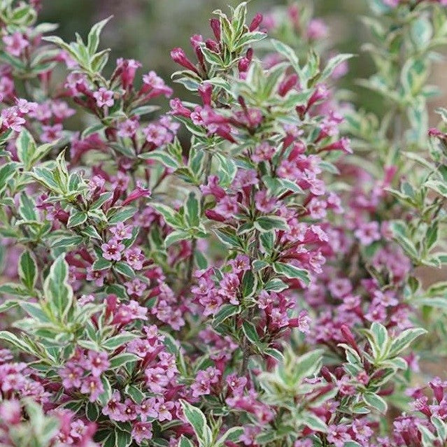 Weigela fl My Monet Purple Effect 