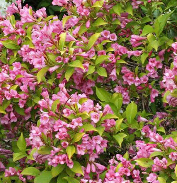 Weigela fl Snippet Lime 