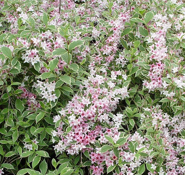 Weigela fl Variegated Nana 