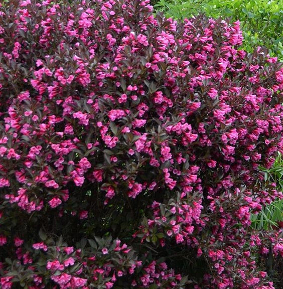 Weigela fl Wine & Roses 