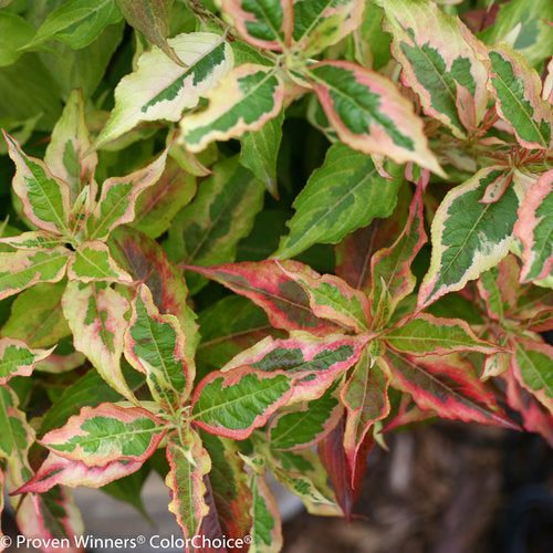 Weigela fl My Monet Sunset 