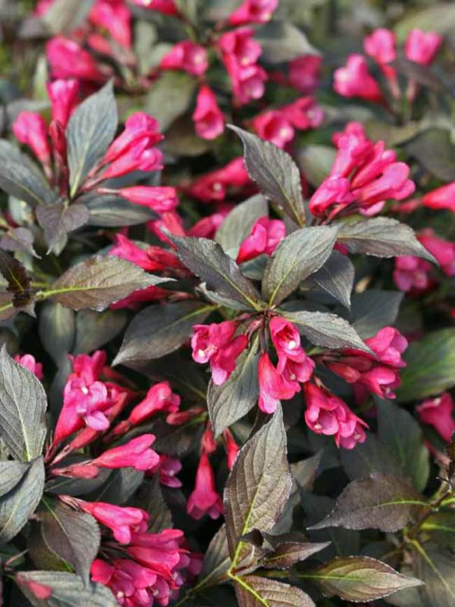 Weigela fl Spilled Wine 