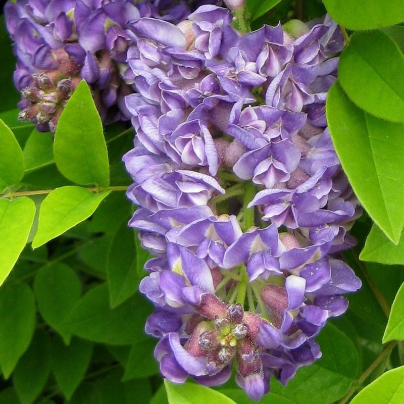 Wisteria frut Longwood Purple 