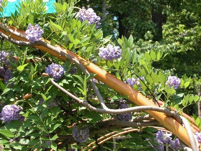 Wisteria frut Amethyst Falls 