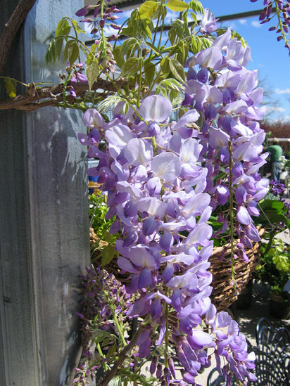 Wisteria fl Lavender Falls 