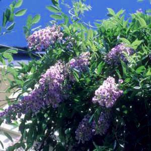 Wisteria macro Blue Moon 