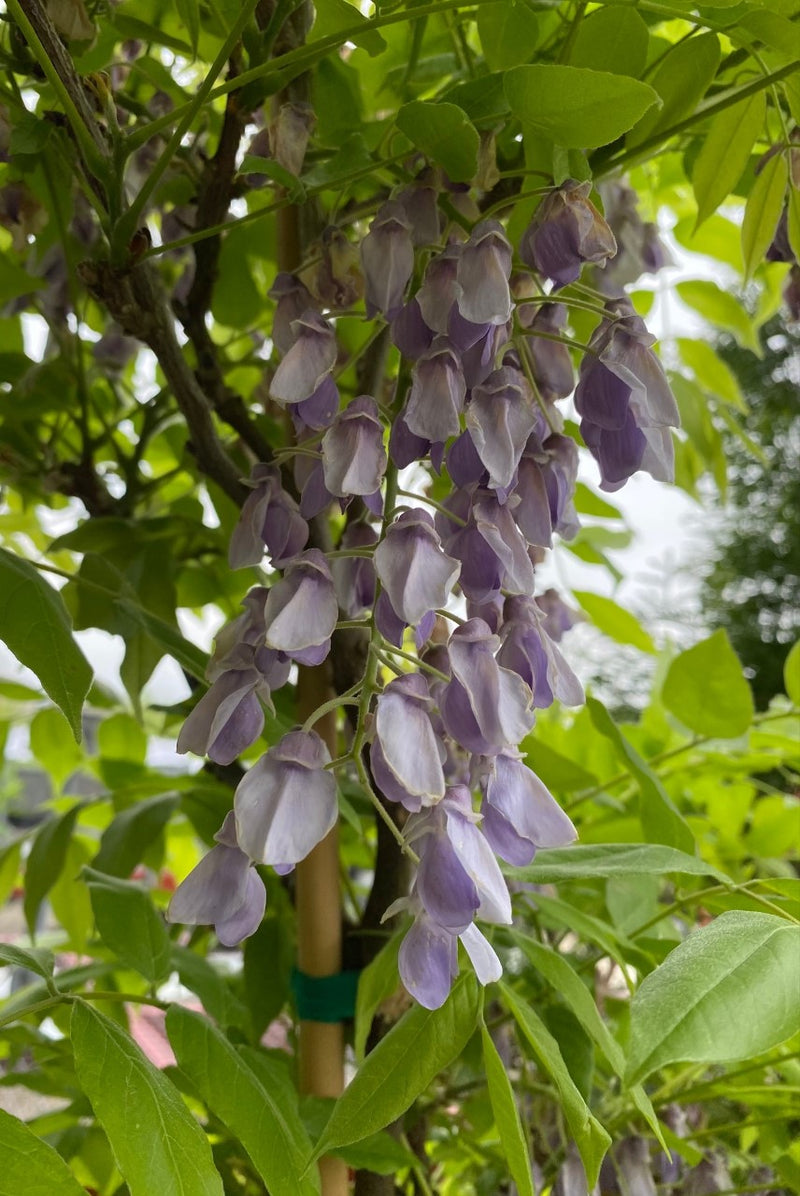 Wisteria brach Murasaki Kapitan 