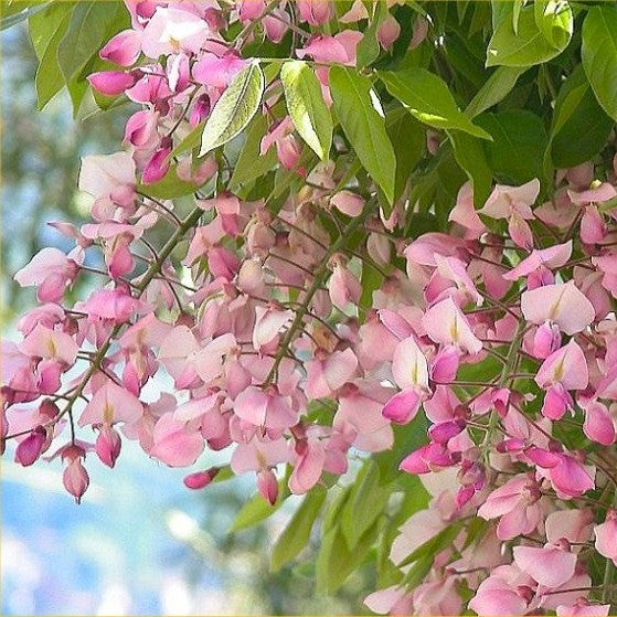 Wisteria brach Shiro-Beni 