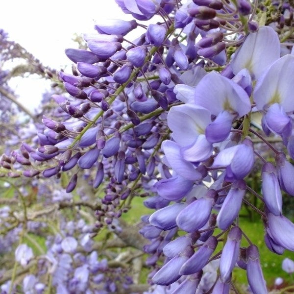 Wisteria s Cooke&