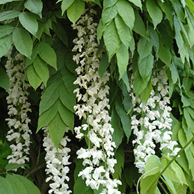 Wisteria s Texas White 