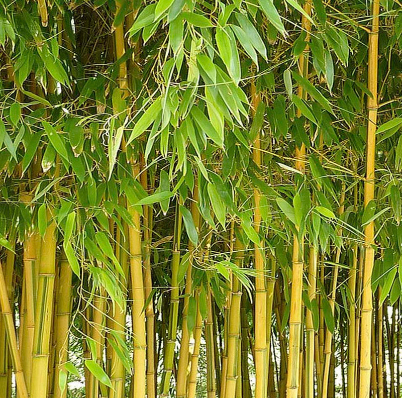 Bamboo-Phyllostachys aureosulcata 