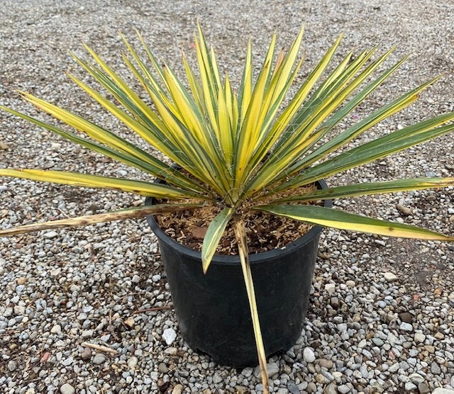 Yucca fil Color Guard 