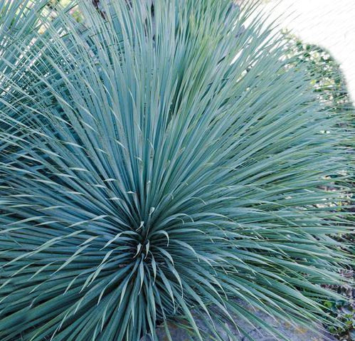 Yucca ros Sapphire Skies 