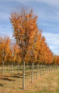 Zelkova ser Musashino 4"